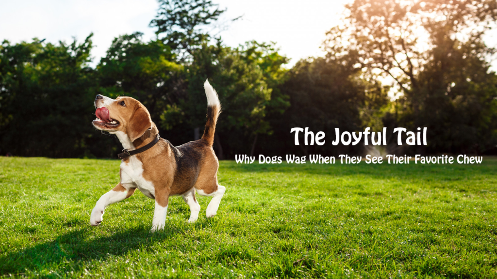 The Joyful Tail: Why Dogs Wag When They See Their Favorite Chew